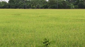 Green rice field closeup landscape nature background