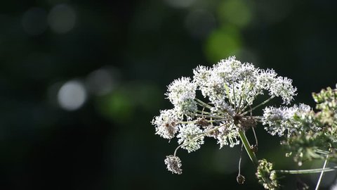 Detail of a white elderflower flower head in a forest