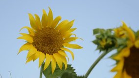 Close-up of sunflower in the field 3840X2160 UltraHD footage - Details of Helianthus plant 2160p 30fps UHD video