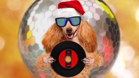 Cinemagraph - Music headphone vinyl record dog . Christmas. Motion Photo.