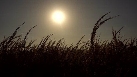 Dry Grass In Sunset Sunlight.