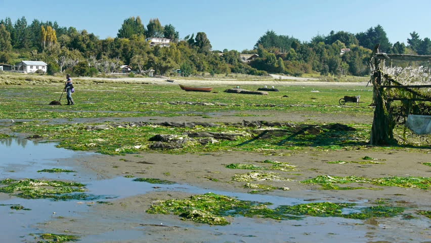 Man harvests sea weed during low tide in southern Chile