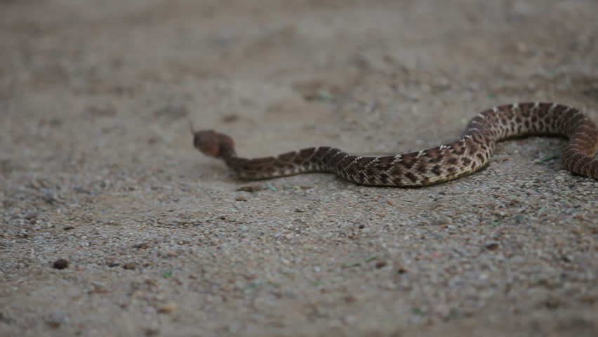 A young Western Diamondback Rattlesnake slithers through a shallow focus shot.