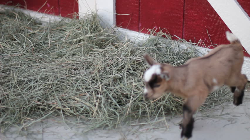 Cute baby pygmy goat runs to his Mom