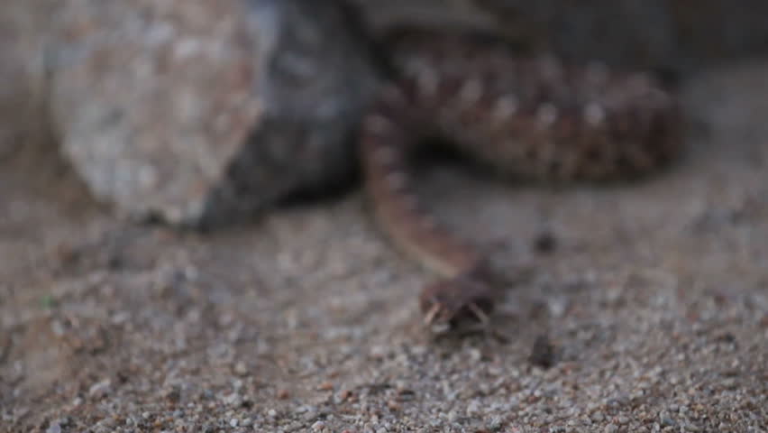 Up close and personal with a Western Diamondback Rattlesnake slithering toward