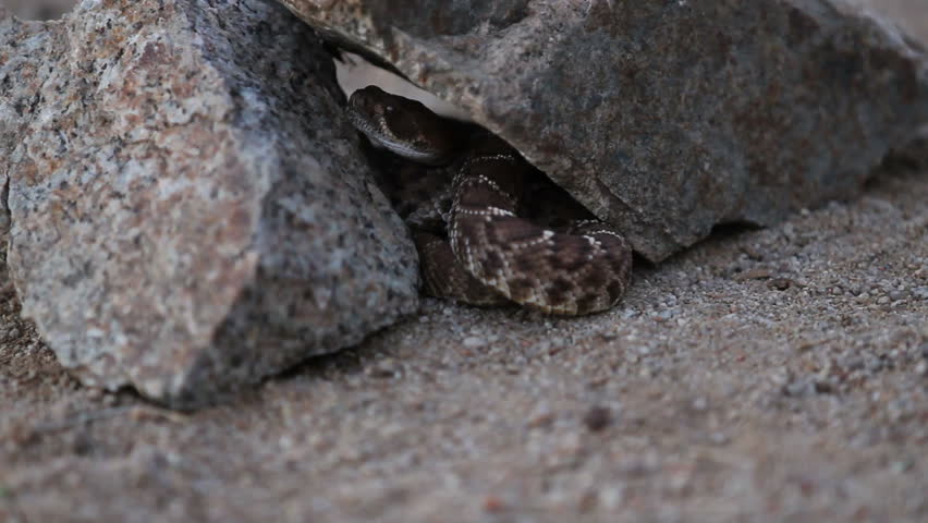 Up close and personal with a Western Diamondback Rattlesnake hiding in some