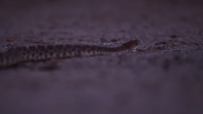 A low angle shot of a western diamondback rattlesnake on the hunt at night.