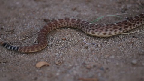 A young western diamondback rattle snake slithers through the sandy frame