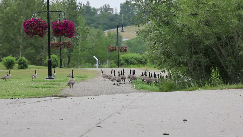 Wide shot of a gaggle of Canadian geese walking in a park in downtown Calgary,