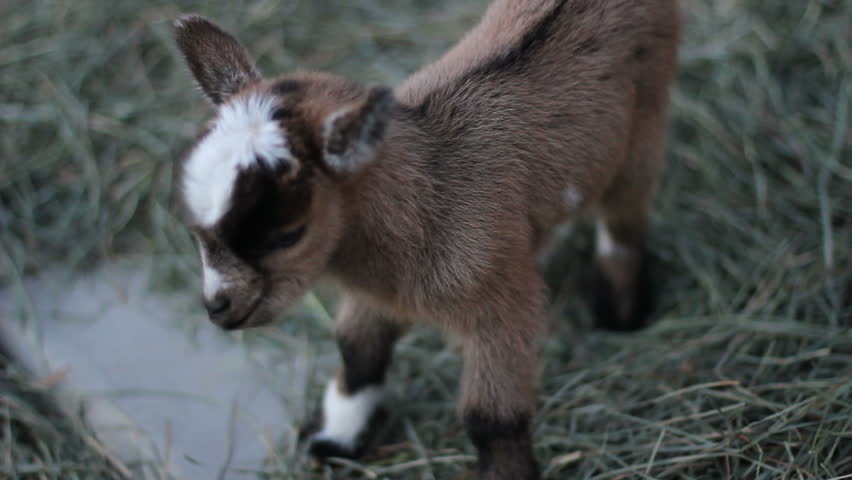 Adorable 1 day old baby pygmy goat tries to get his legs.