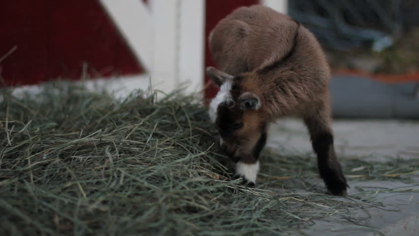 Close up of a cute fuzzy 1 day old baby pygmy goat as he tries to learn to nurse