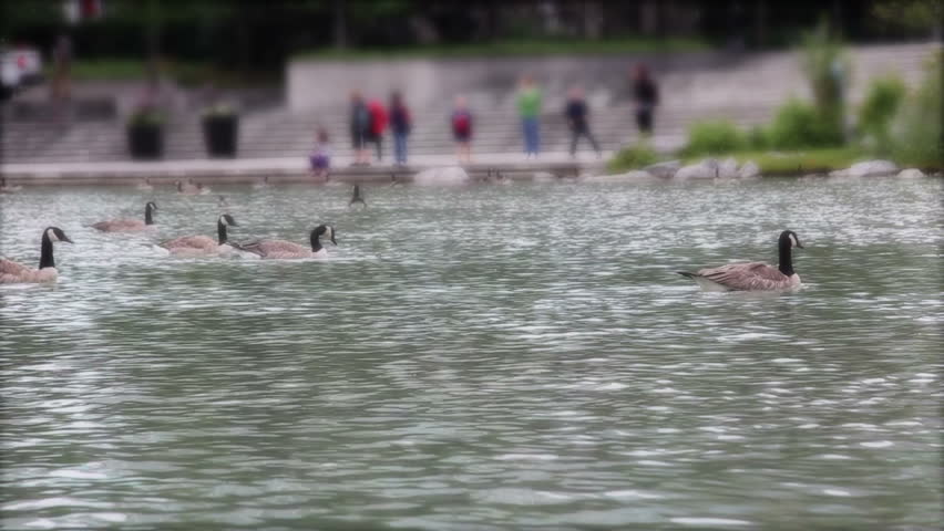 Canadian geese swim in a pond at Prince's Island Park in downtown Calgary with