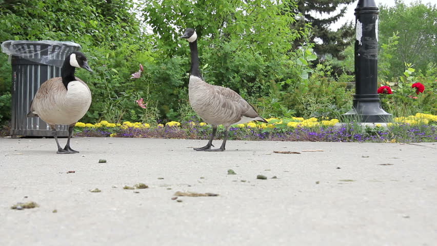 Two Canadian geese walk around in a park