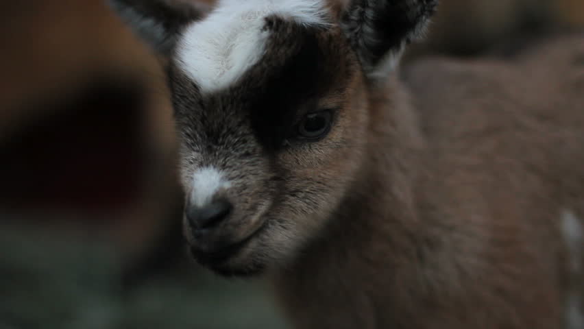 Portrait of a cute fuzzy 1 day old pygmy goat