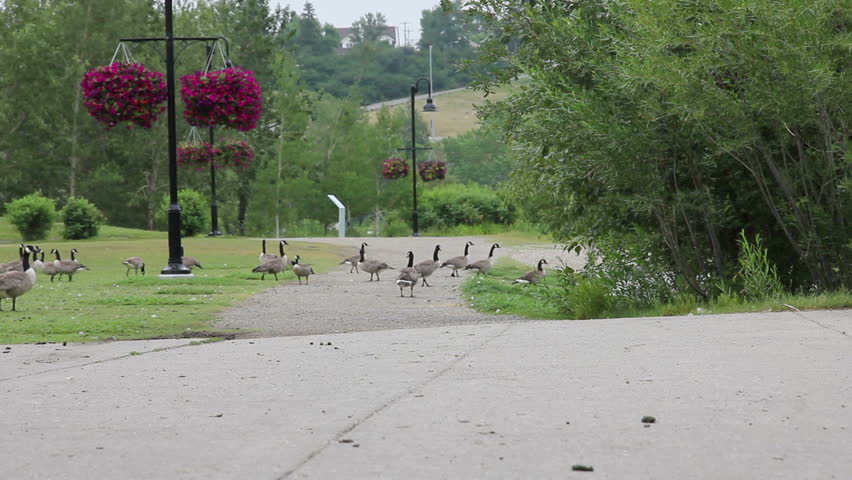 Wide shot of a gaggle of Canadian geese walking in a park in downtown Calgary,