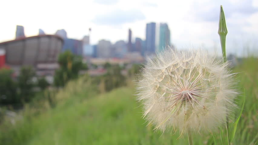 Scenic shot of downtown Calgary, rack focus from dandelion.