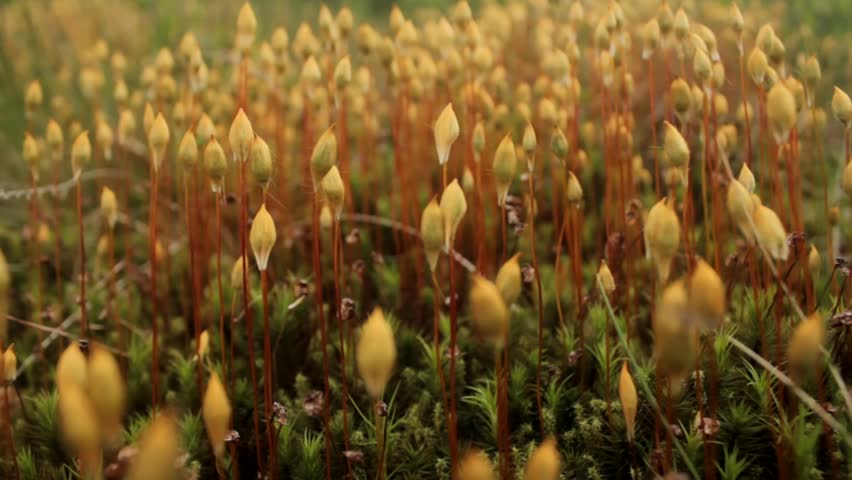 Plant, Mountain Flora, a Nature Video by Hello_its_me