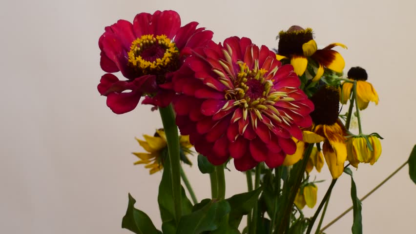 Summer flowers close up | Shutterstock HD Video #29884693