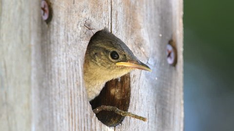 Young house wrens peek out of an old wooden bird house.  Two babies show their heads through the small hole of a bird house. 