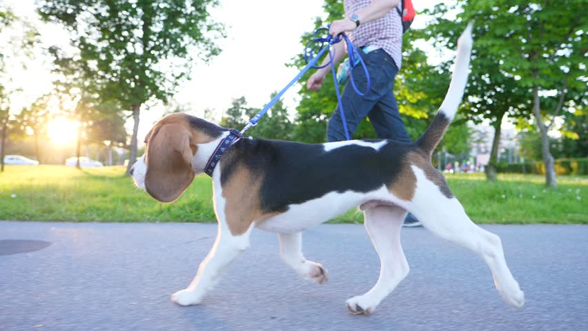 Adorable young Beagle dog walk on leash near owner, beautiful evening sun shine through trees. Asphalt path at city park, slow motion shot tracking shot, low camera position