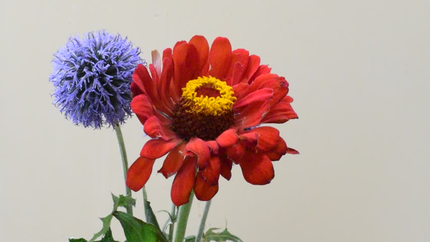 Summer flowers in my garden | Shutterstock HD Video #29895505
