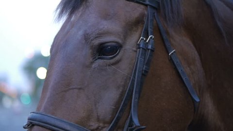 Detail of a brown horse eyes  on the street