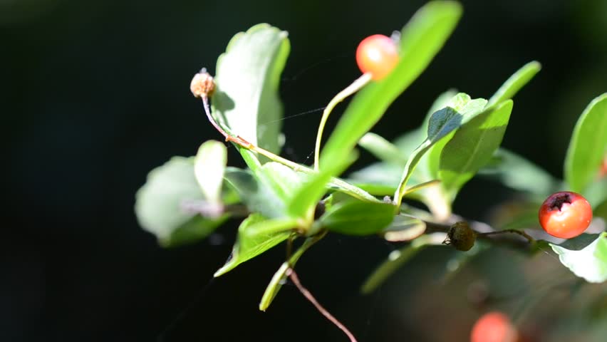 Branch of a tree, macro.