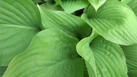 Fresh green leaves of hosta plant in the garden. HD. Natural background. HD video footage shooting with steadicam. Slow motion panorama of vibrant leafs close up.