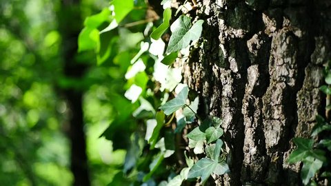 ivy on oak tree close up shot blur background