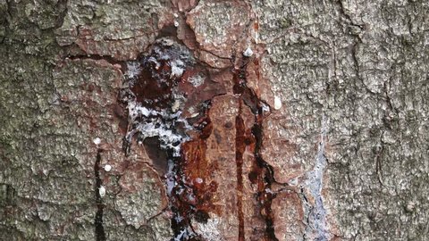Resin on pine trunk, horizontal shot. Stripped bark on the trunk of a pine. The tree heals the wound, releasing resin.
