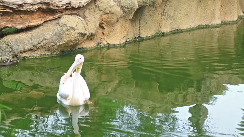 Pelican swimming in green pond