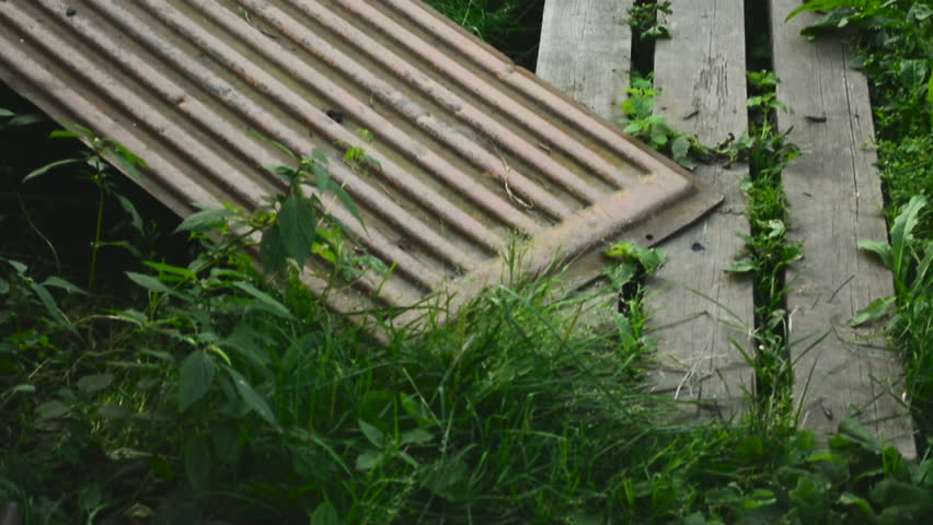 Suburban plot of greenery