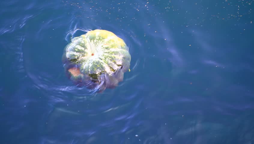 Polluted Sea Surface - Floating pumpkin
