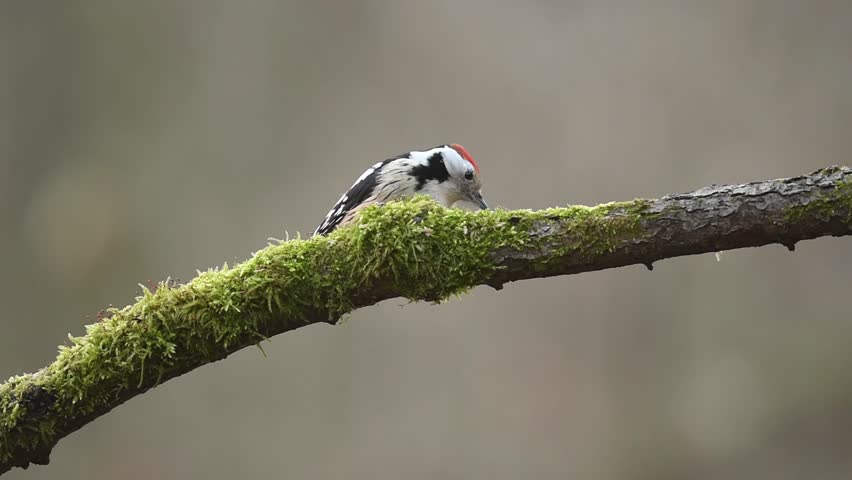 Middle spotted woodpecker, Dendrocoptes medius looking for food. Middle sized spotted bird feeding in winter. Bird with orange crown on branch with moss.