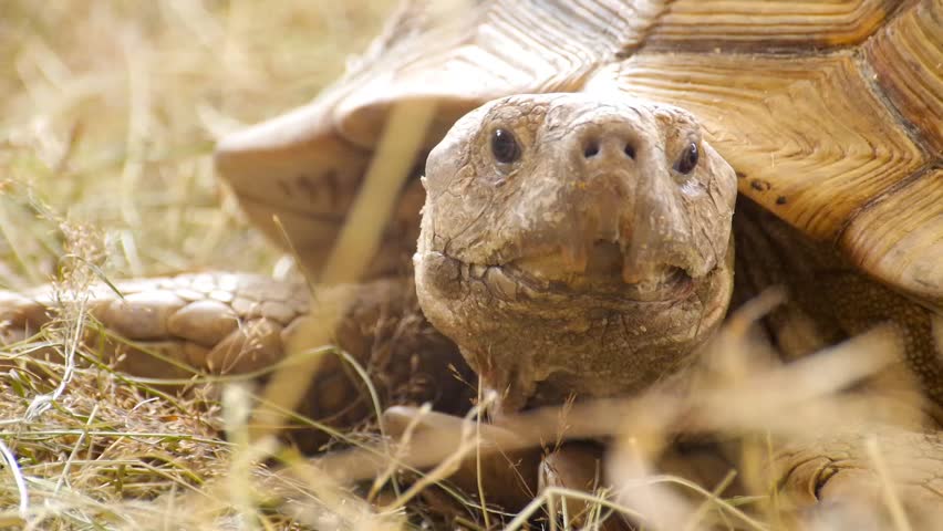 Snapping Turtle with open mouth image - Free stock photo - Public ...