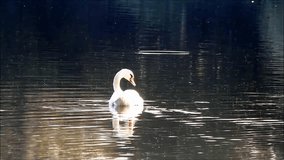 swan swimming in a lake 
