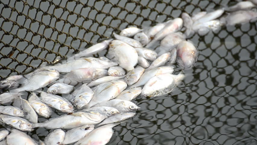 dead fish in polluted pond, ecological disaster