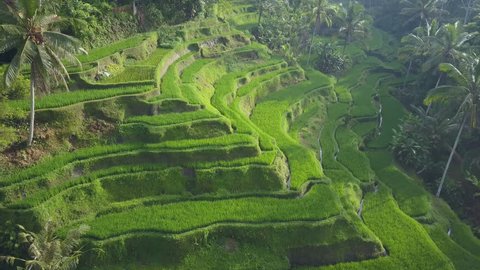 AERIAL: Flying above beautiful undulating terraced rice paddy fields surrounded by lush palm trees in dense tropical rainforest jungle. Flooded rice terraces on sunny hillside. Irrigated rice terrace