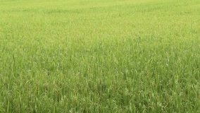 Green rice field closeup landscape nature background