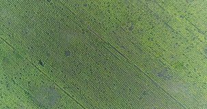Sunflower on the field, Aerial view, sunflower field in summer, Along the rows, flight, 4?, video, view from above, motion, a lot of plants, Rotation, rise, height, descent, movement