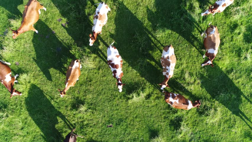 Aerial top-down view flight over meadow with red Holstein Friesians cattle grazing grass showing their long shadows from sundown in grass field these cows are usually used for dairy production 4k