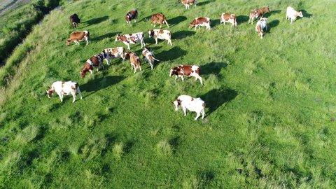 Aerial bird view circling above meadow with red Holstein Friesians cattle grazing grass showing their long shadows from sundown in grass field these cows are usually used for dairy production 4k