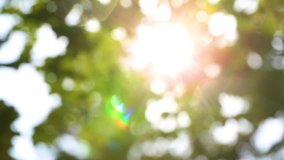 Beautiful natural green sunshine bokeh background. Blurry fresh summer foliage of maple trees in backlight of sunset cozy shining sun with sunflares and sunbeams. Real time full hd video footage.