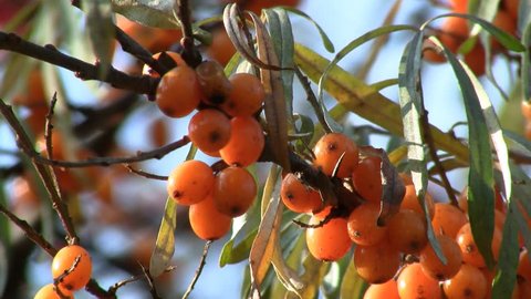 Sea-buckthorn berries on shrub close-up HD 1080p