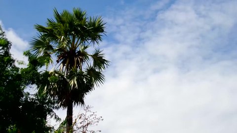 Time lapse of sugar palm on blue sky background