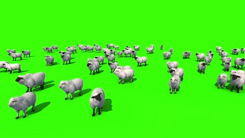 Flock of Sheep Top Green Screen 3D Rendering Animation