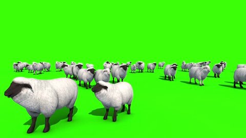 Flock of Sheep Green Screen 3D Rendering Animation