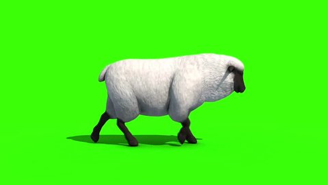 Black Sheep Walkcycle Side Green Screen 3D Rendering Animation