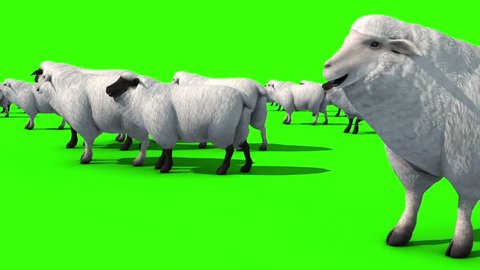 Flock of Sheep Close Green Screen 3D Rendering Animation