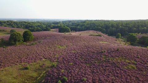 Aerial of purple heather in bloom at national park the Posbank Veluwe Netherlands - 4K